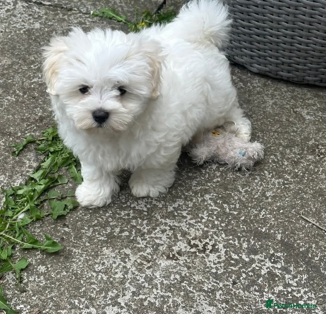 Maltipoo dogs for sale: 2 Male Tiny Maltipoo Puppies – 9 Weeks Old  - Image 1