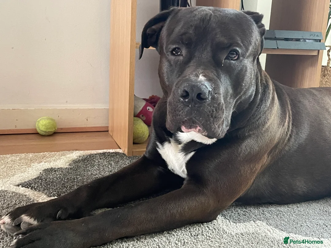 Mixed Breed dogs for stud: Looking for a female dog - Advert 9