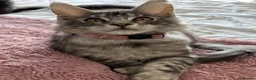 Maine Coon cats for sale: ACTIVE GCCF MAINE COON KITTENS 🐾❤️ - Advert 11