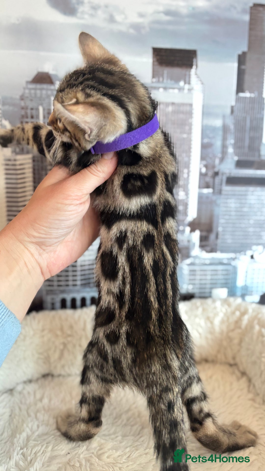 Bengal cats for sale: 🐆Beautiful Purebred Bengal Kitten  🐾 - Advert 10