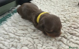 Miniature Dachshund dogs for sale: Miniature dachshund puppies  - Image 18