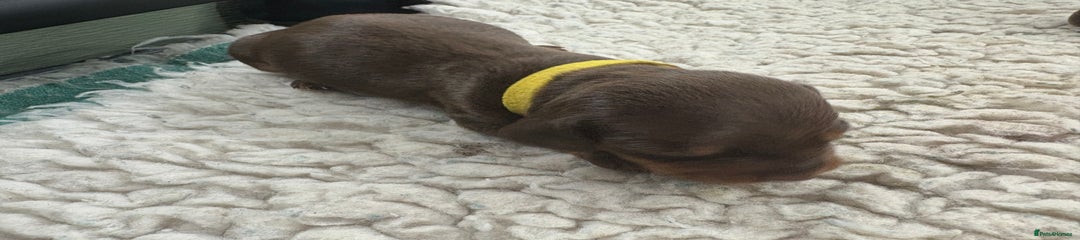 Yellow collar