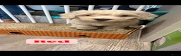 Maltipoo dogs for sale: Stunning Maltipoo Puppies  - Advert 2