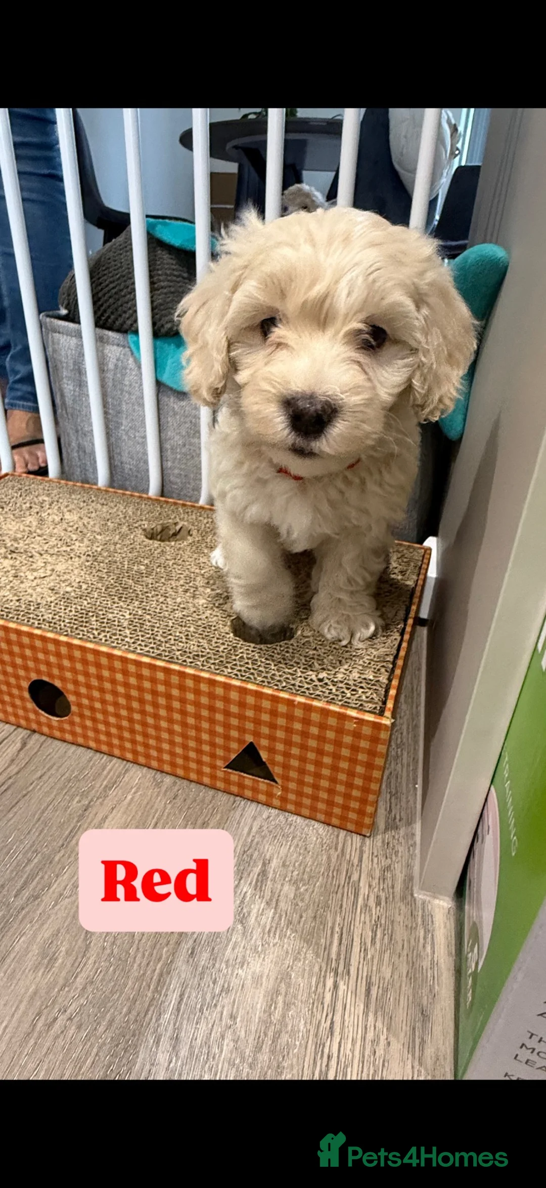 Maltipoo dogs for sale: Stunning Maltipoo Puppies  - Advert 2