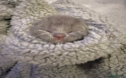 British Shorthair cats for sale: ✨British Shorthair GCCF 5 generation Pedigree✨ - Advert 7