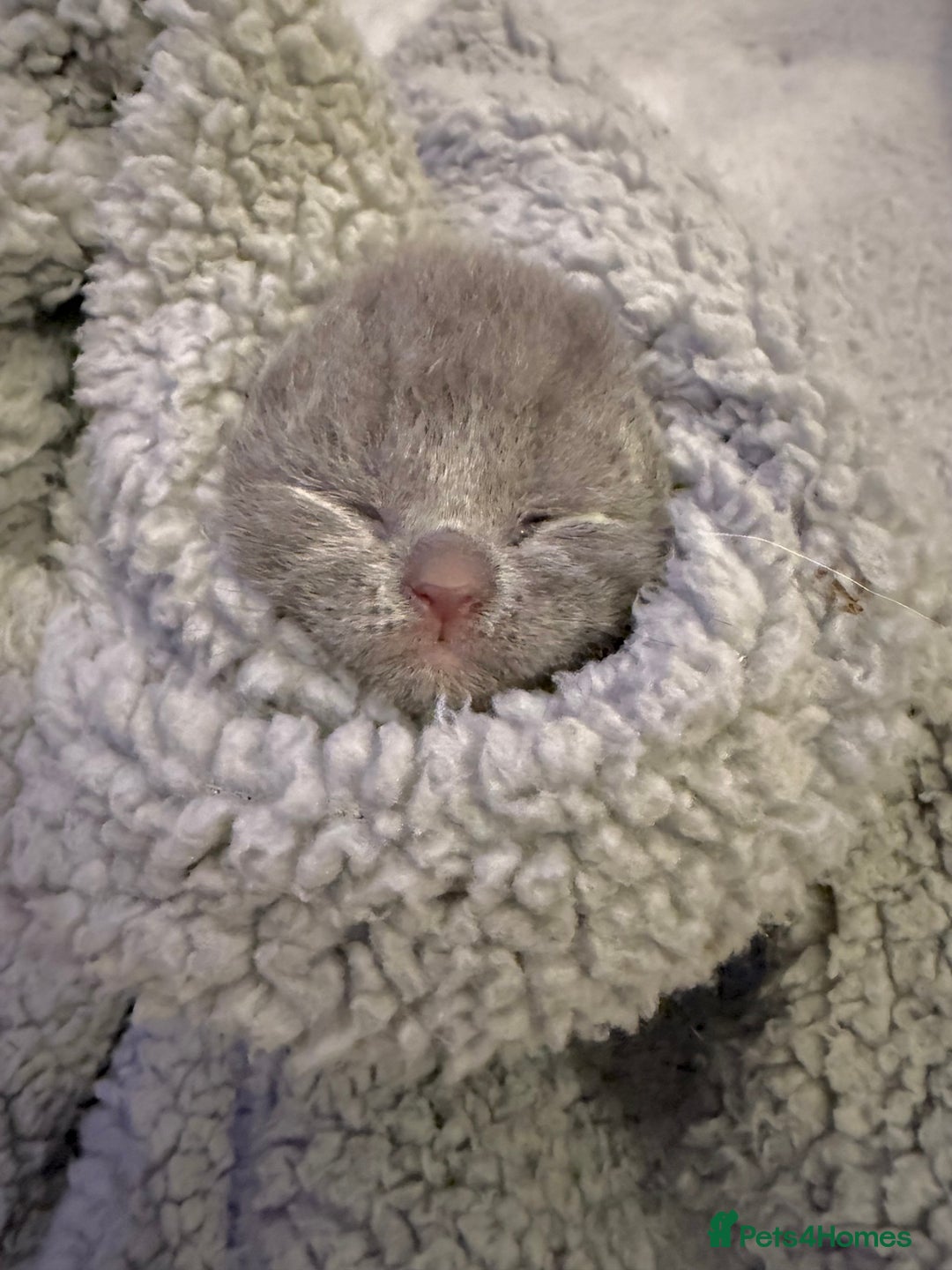 British Shorthair cats for sale: ✨British Shorthair GCCF 5 generation Pedigree✨ - Advert 7