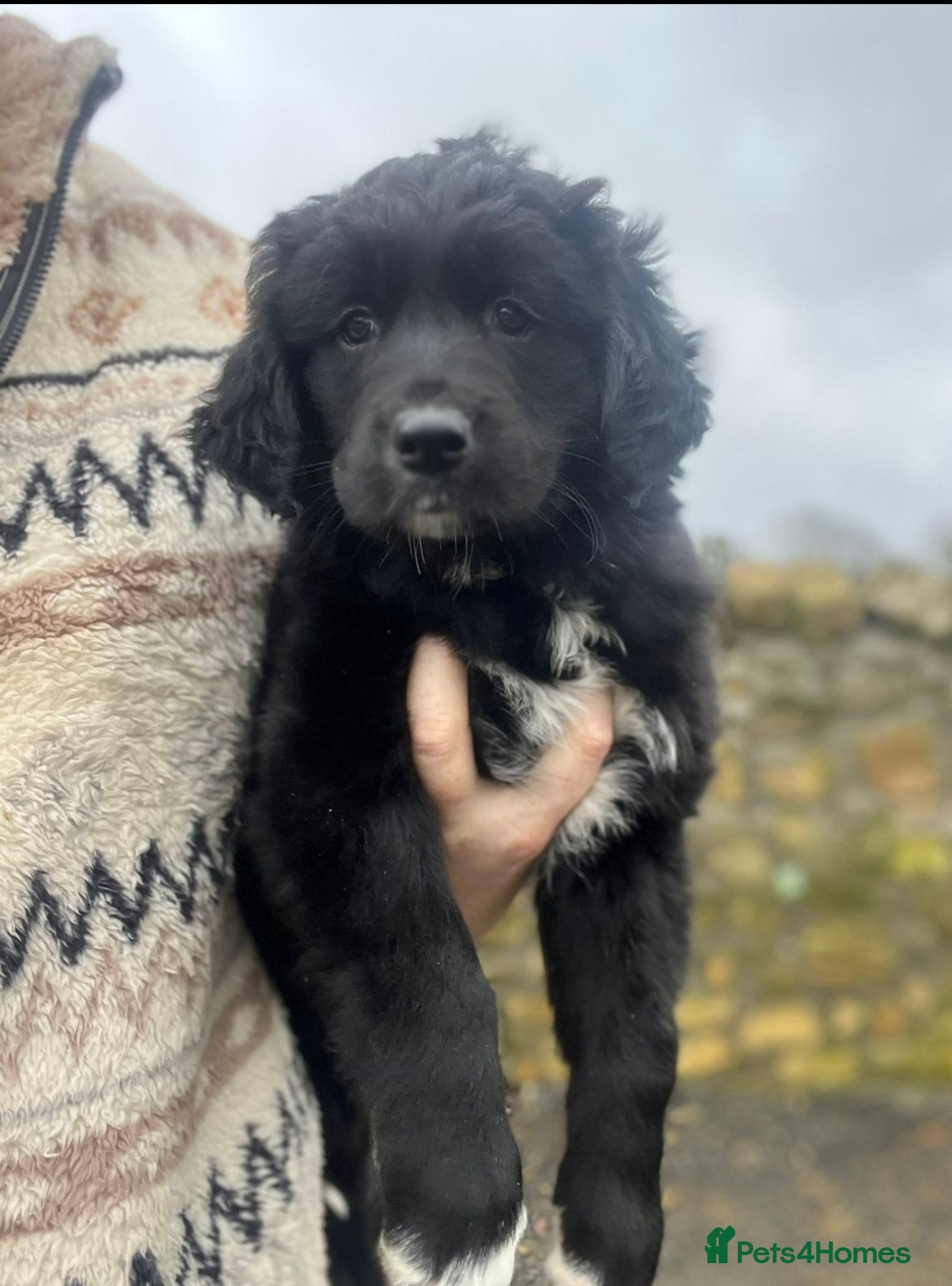 Mixed Breed dogs Golden retriever x border collie  - Advert 16