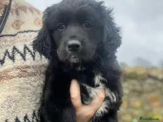 Mixed Breed dogs Golden retriever x border collie - Advert 16