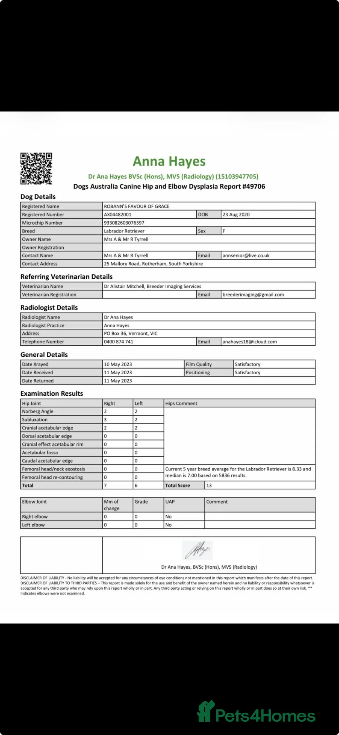 Labrador Retriever dogs for sale: MUST SEE FOX RED  KC 5⭐️⭐️⭐️⭐️⭐️CHAMPION LINE PUPS in Rotherham - Advert 14