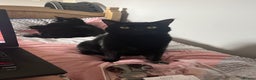 Mixed Breed cats for sale: 2 black cats mother and son - Advert 1