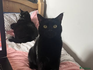 Mixed Breed cats 2 black cats mother and son - Advert 2