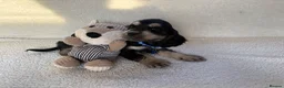 Cocker Spaniel dogs for sale: Show type cocker spaniels in Ipswich - Advert 5