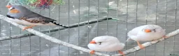 Finches birds for sale: Zebra finches - Swindon  - Advert 2