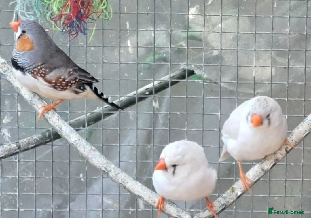 Finches birds for sale: Zebra finches - Swindon  - Advert 2