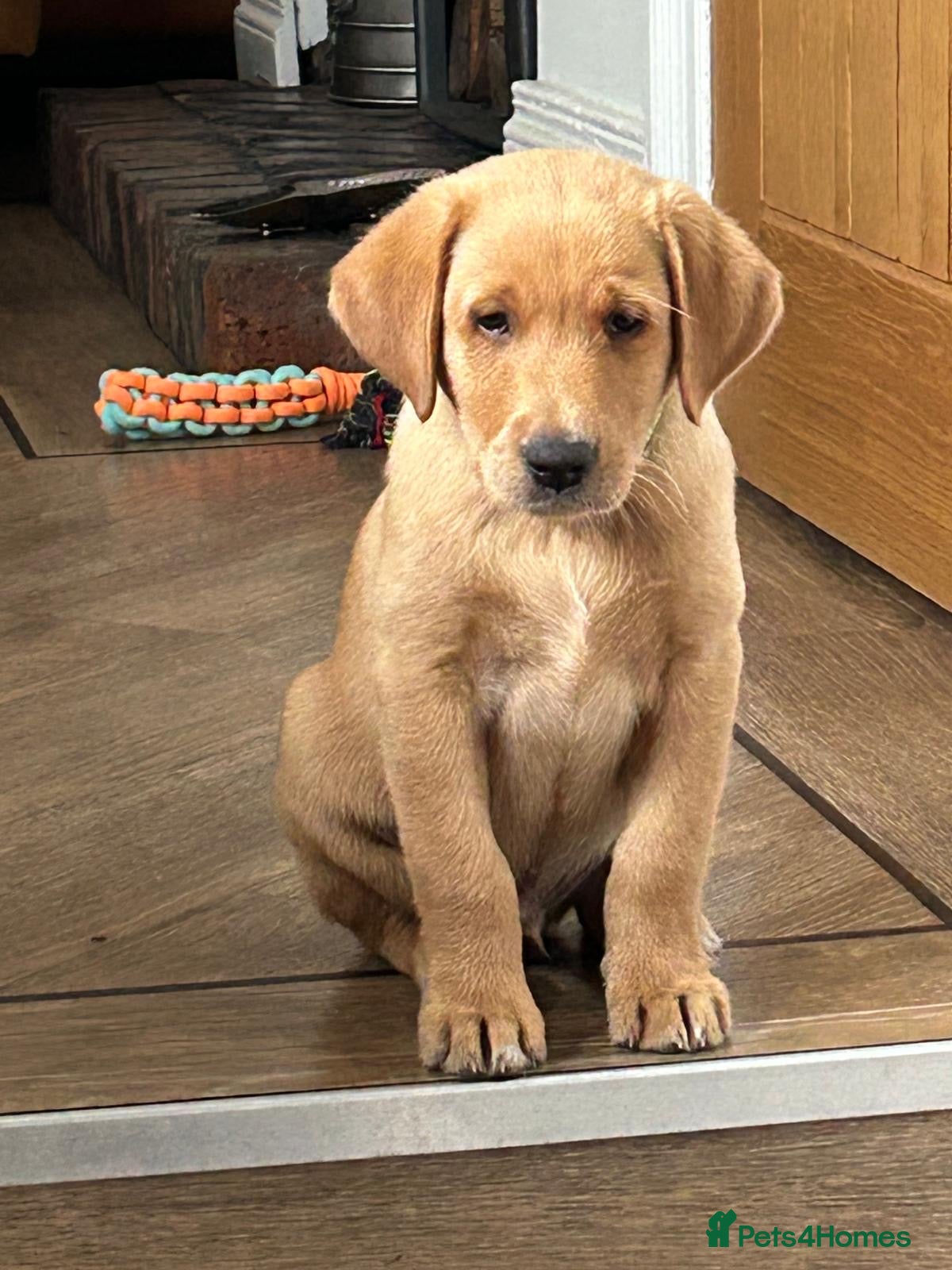 Labrador Retriever dogs 🐾 READY NOW  KC Reg  Fox Red Labrador Puppies 🐾 - Advert 9