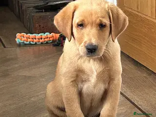 Labrador Retriever dogs 🐾 READY NOW KC Reg Fox Red Labrador Puppies 🐾 - Advert 9