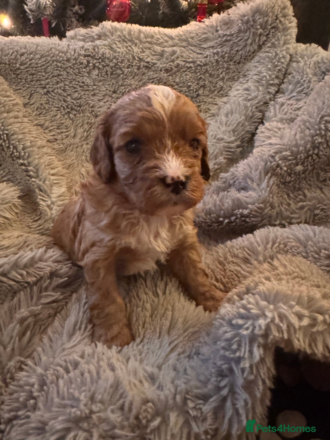 Cavapoo dogs for sale: Stunning F1 Toy Cavapoo puppies  - Advert 25