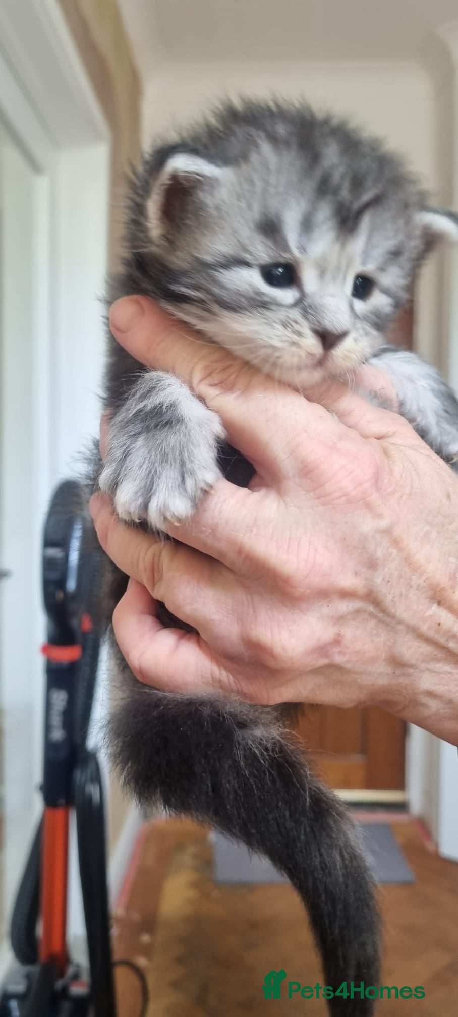 Maine Coon cats for sale: Tica Registered, Russian Line Maine Coon Kittens - Advert 17