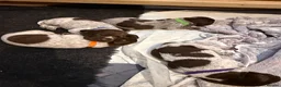 German Shorthaired Pointer dogs for sale: Stunning German Shorthaired Pointer Pups KC Reg'd - Advert 17