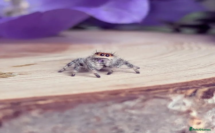 Spiders invertebrates - Advert 1