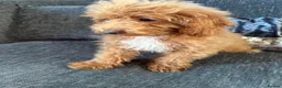 Cavapoo dogs for sale: Gorgeous toy f1b cavapoo pups £500 - Advert 2