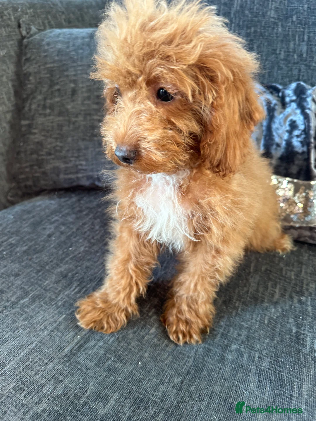 Cavapoo dogs for sale: Gorgeous toy f1b cavapoo pups £500 - Advert 2