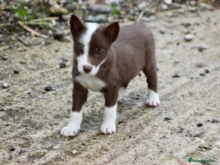 Border Collie dogs - Advert 5