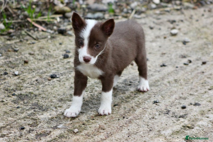 Border Collie dogs - Advert 7