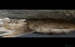 Turkish Angora cats for sale: Turkish Angora/Persian Chanchilla kittens for Sale - Image 18