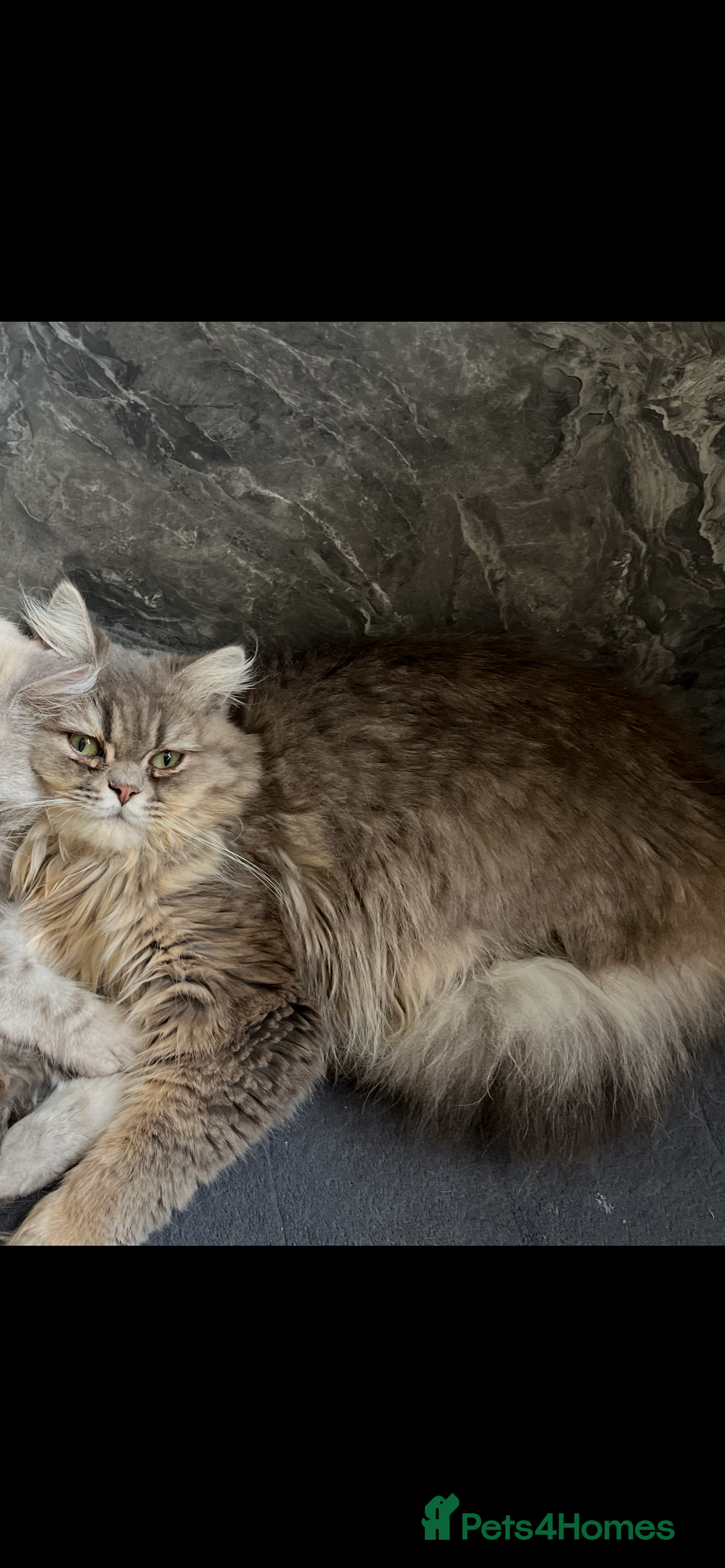 Turkish Angora cats for sale: Turkish Angora/Persian Chanchilla kittens for Sale - Image 18