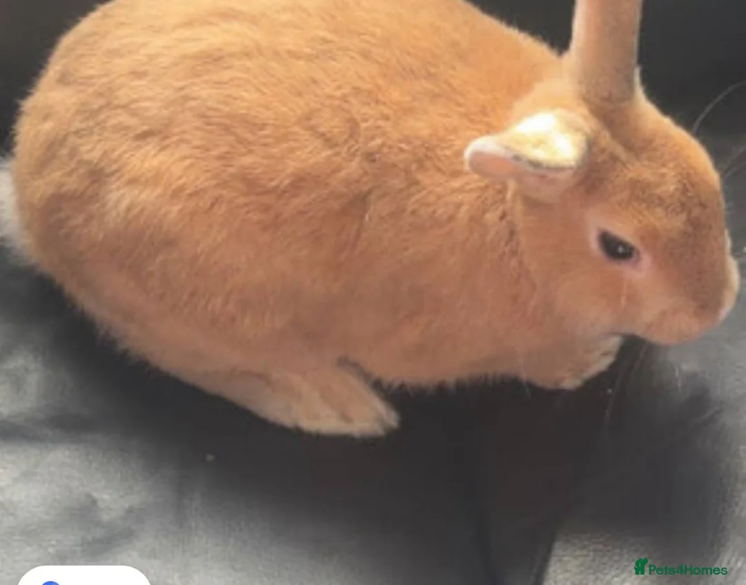 Tan rabbits for sale: 7 week old rabbit for sale in Bristol in Bristol - Advert 3