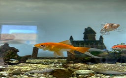 Fancy Goldfish fish for sale: Fancy goldfish / goldfish  - Image 6