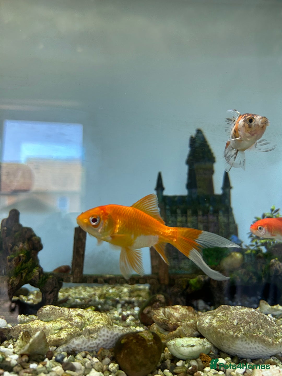 Fancy Goldfish fish for sale: Fancy goldfish / goldfish  - Image 6