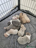 American Bully dogs - Advert 3