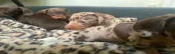 Miniature Dachshund dogs for sale: Funny happy miniature dachshund puppies - Advert 8