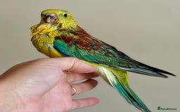 Parakeets birds for sale: Hand reared/tamed red rump - Image 1