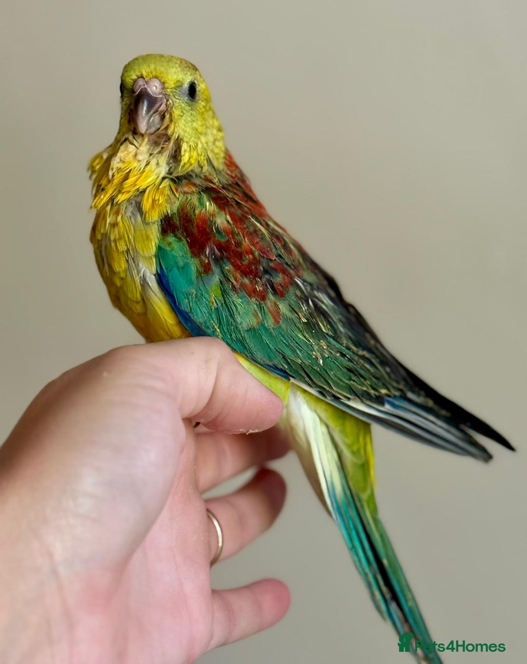 Parakeets birds for sale: Hand reared/tamed red rump - Image 1