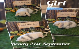 Mini Lop rabbits for sale: Stunning mini lop kits.  - Image 7