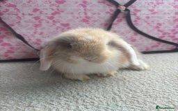 Mini Lop rabbits for sale: Pure bred Mini Lops - Image 2
