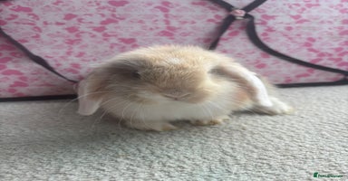 Mini Lop rabbits - Advert 14
