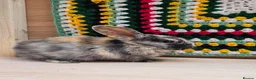 Mixed Breed rabbits for sale: Baby Rabbits for sale in London - Advert 4