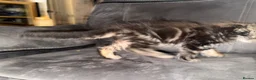 Maine Coon cats for sale: Stunning Maine Coon X Kittens Needing New Homes! - Advert 10