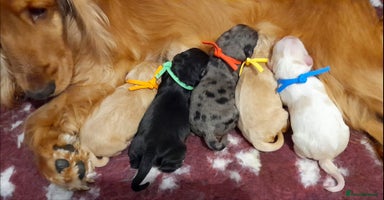 Cockapoo dogs Stunning F1 Cockapoos Available - Advert 7