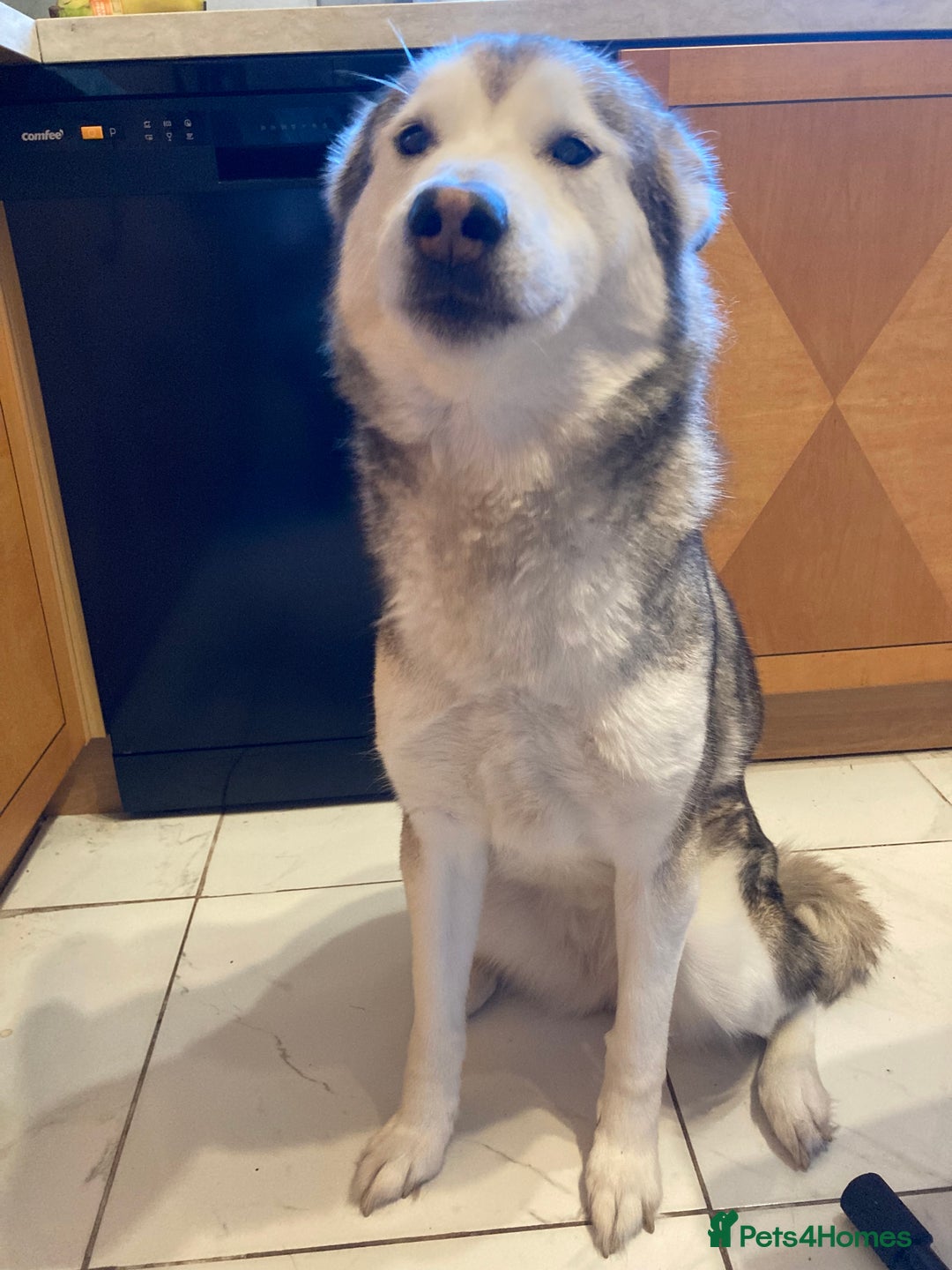 Mixed Breed dogs for sale: Alaskan malamute cross husky - Advert 4