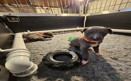 Whippet dogs for sale: excellent litter of Kc reg blue whippet puppies  - Image 19