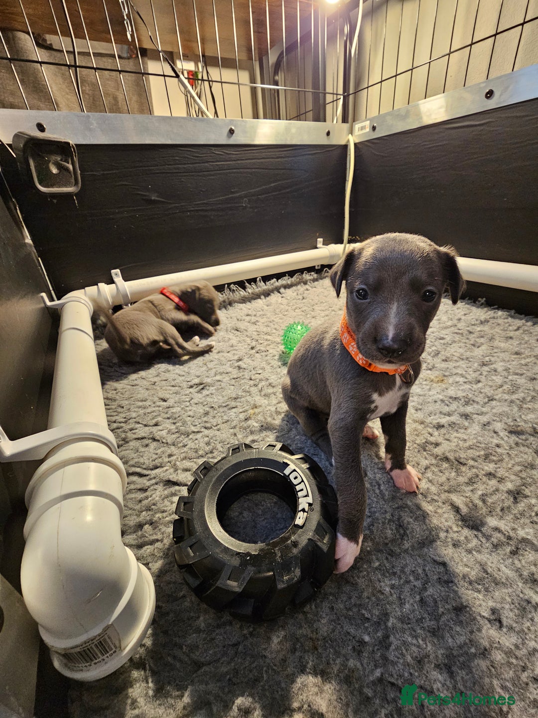 Whippet dogs for sale: excellent litter of Kc reg blue whippet puppies  - Image 19