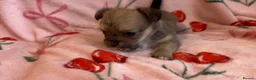 Chorkie dogs for sale: Beautiful Chorkie Girl Puppies - Advert 10