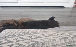 Shih Tzu dogs for sale: Imperial Shih tzu  - Image 15