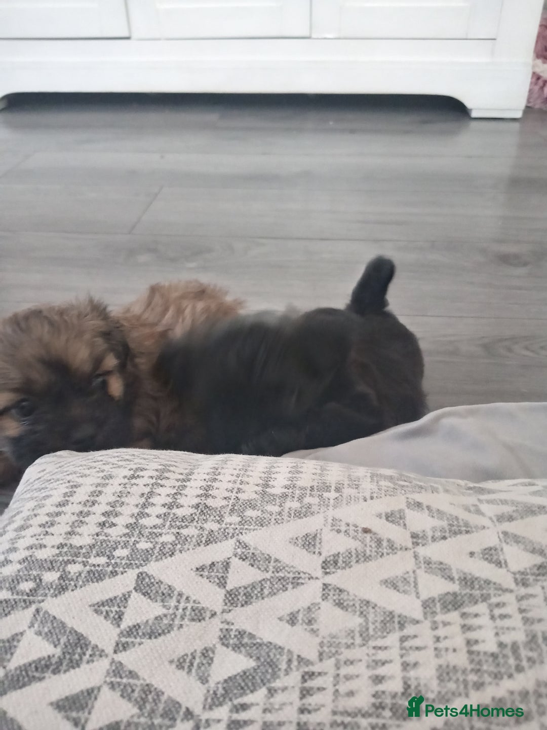 Shih Tzu dogs for sale: Imperial Shih tzu  - Image 15