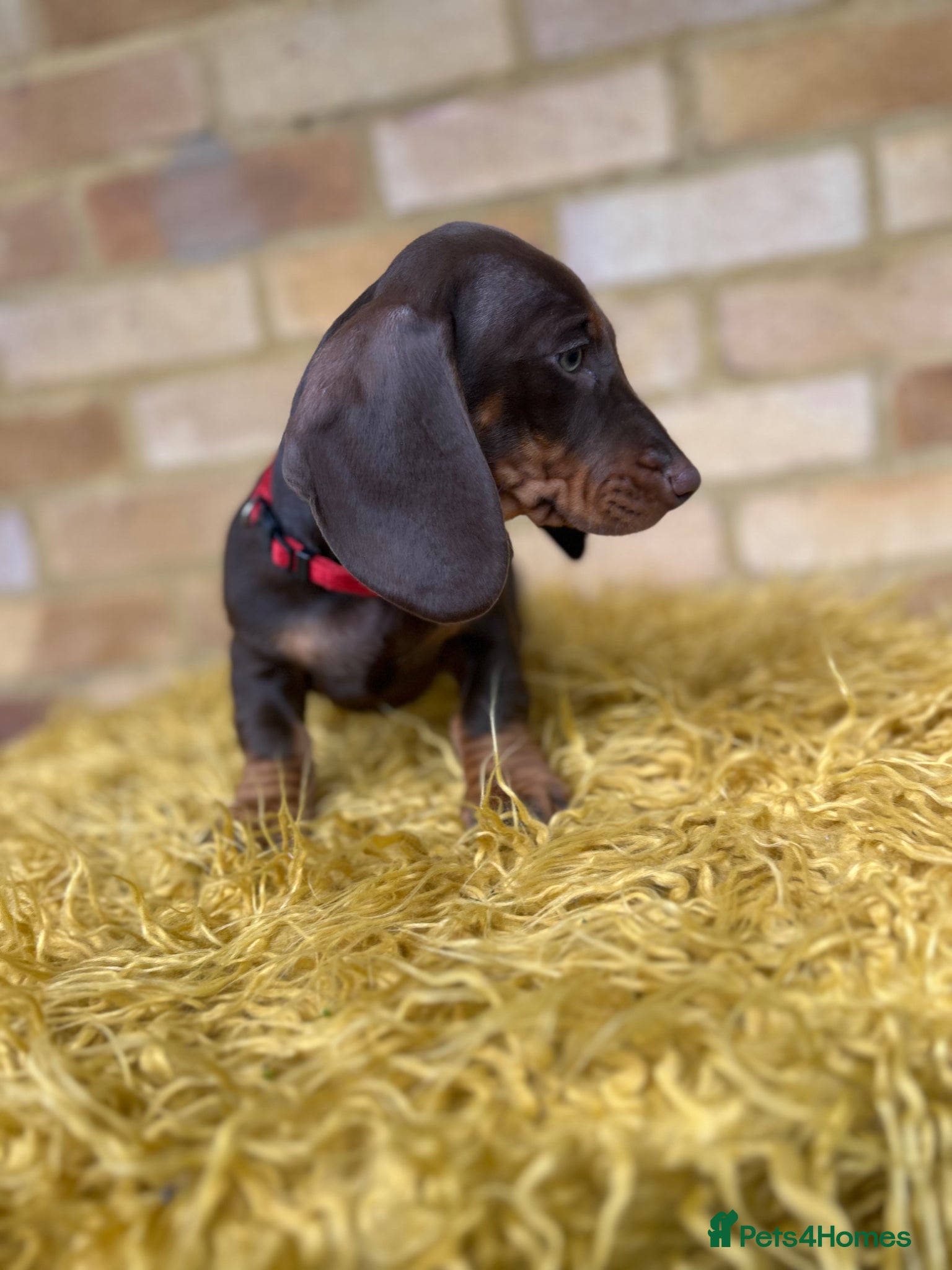 Dachshund dogs for sale: Only ONE Girl left Standard dachshund - Advert 21